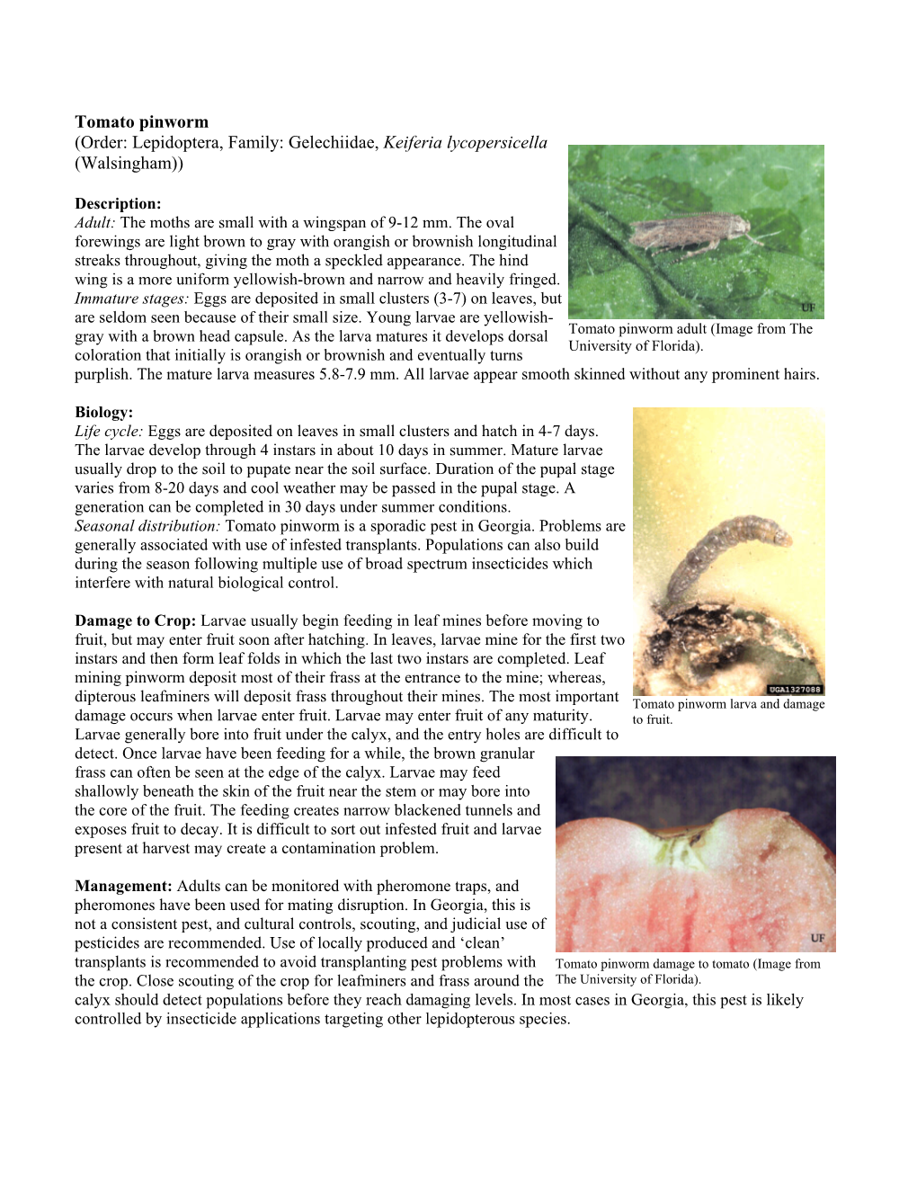 Tomato Pinworm (Order: Lepidoptera, Family: Gelechiidae, Keiferia Lycopersicella (Walsingham))
