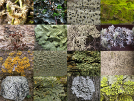 Piedmont Lichens