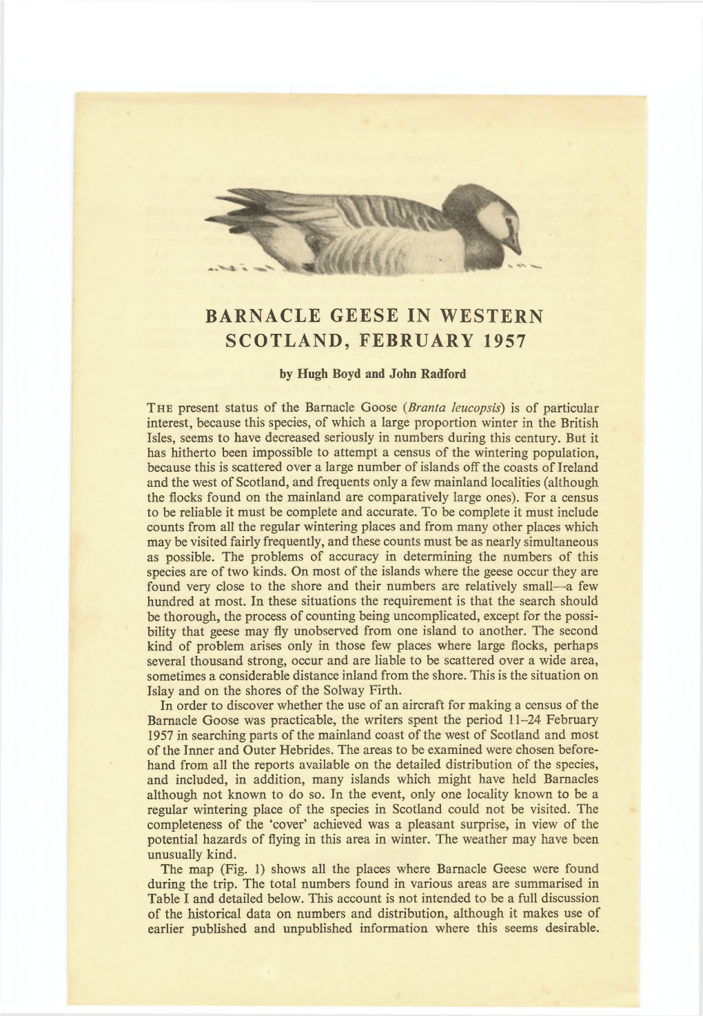 Barnacle Geese in Western Scotland, February 1957