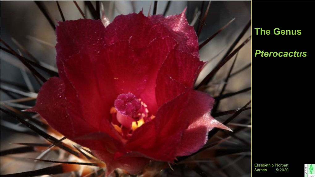 The Genus Pterocactus