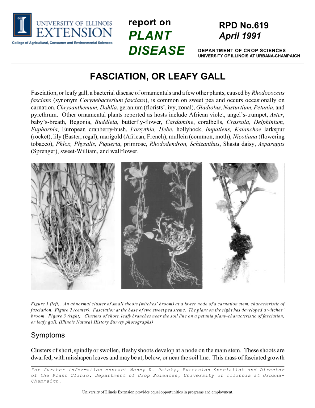 Fasciation, Or Leafy Gall