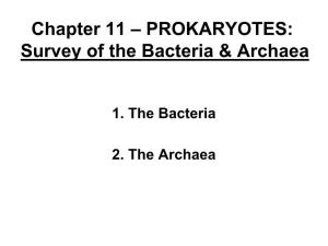 Chapter 11 – PROKARYOTES: Survey of the Bacteria & Archaea