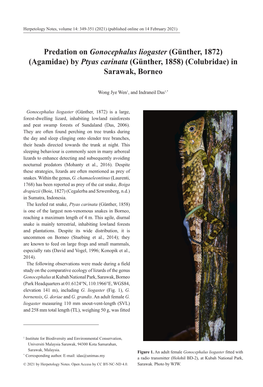 Predation on Gonocephalus Liogaster (Günther, 1872) (Agamidae) by Ptyas Carinata (Günther, 1858) (Colubridae) in Sarawak, Borneo