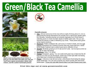 Camellia Sinensis • Use: Almost Everyone Drinks Tea Without Really