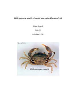 Rhithropanopeus Harrisii , Estuarine Mud Crab Or Harris Mud Crab Katie