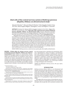 Glial Cells of the Central Nervous System of Bothrops Jararaca (Reptilia, Ofidae): an Ultrastructural Study1