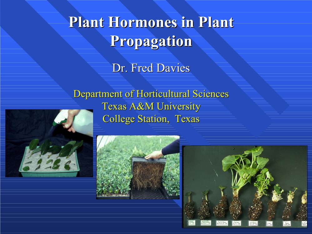 Plant Hormones in Plant Propagation Propagation