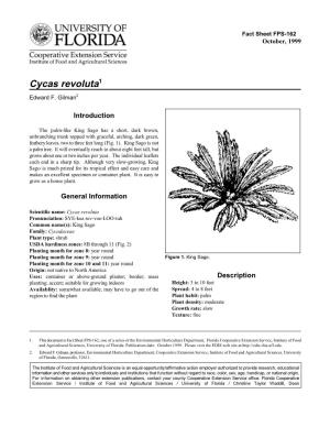 Cycas Revoluta1