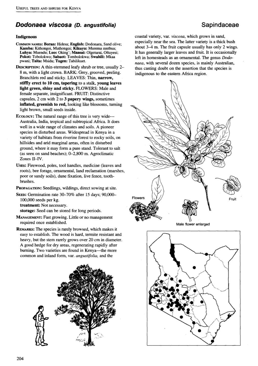 Dodonaea Viscosa (D. Angustifolia) Sapindaceae