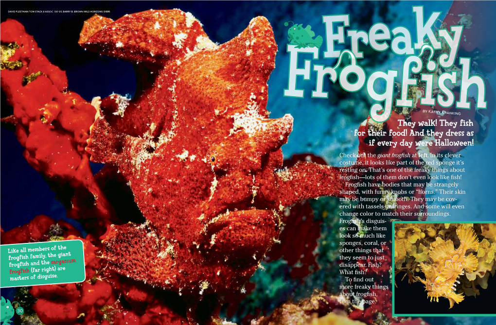 They Fish for Their Food! and They Dress As If Every Day Were Halloween! Check out the Giant Frogfish at Left