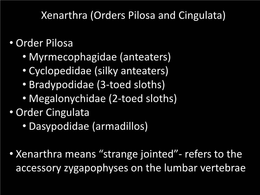 Xenarthra (Orders Pilosa and Cingulata) • Order Pilosa