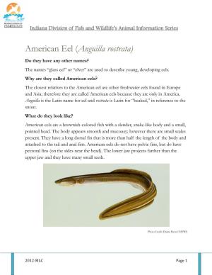 American Eel (Anguilla Rostrata)