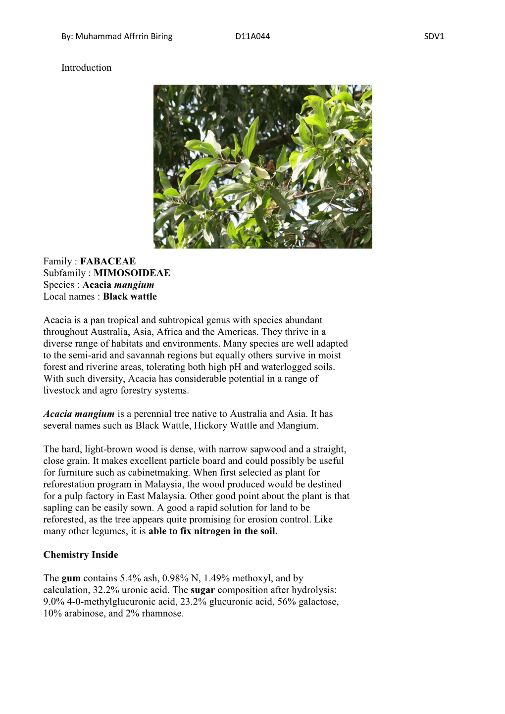 FABACEAE Subfamily : MIMOSOIDEAE Species : Acacia Mangium Local Names : Black Wattle