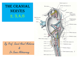 Optic Nerve and Visual Pathway