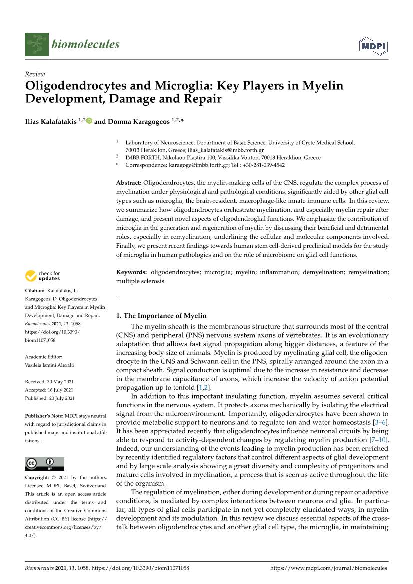 Oligodendrocytes and Microglia: Key Players in Myelin Development, Damage and Repair