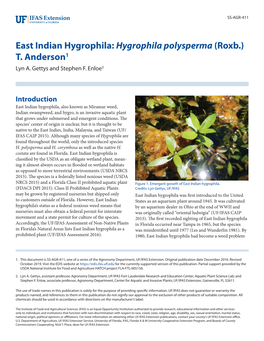 Hygrophila Polysperma (Roxb.) T