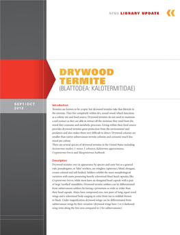 Drywood Termite (Blattodea: Kalotermitidae)