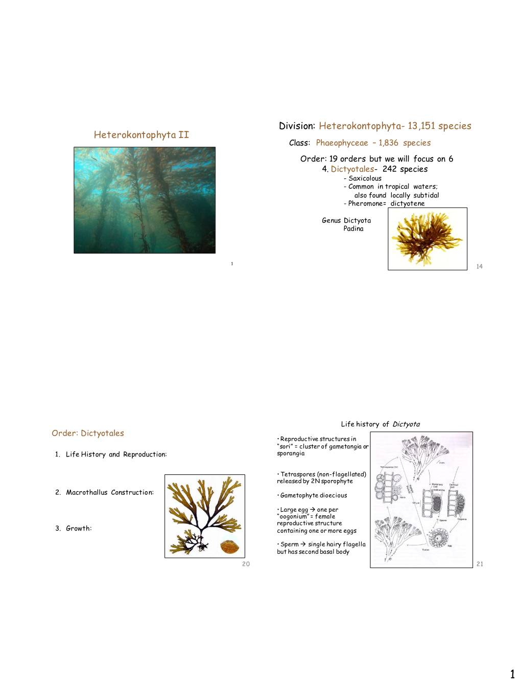 Heterokontophyta II Division: Heterokontophyta- 13,151 Species