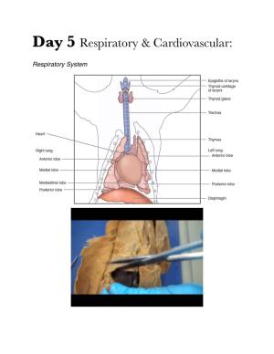 Day 5 Respiratory & Cardiovascular
