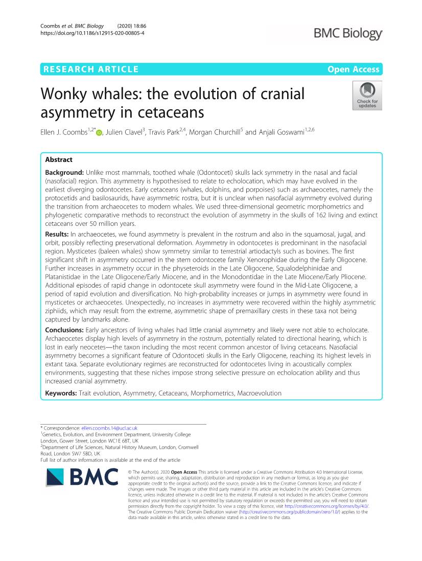 Wonky Whales: the Evolution of Cranial Asymmetry in Cetaceans Ellen J