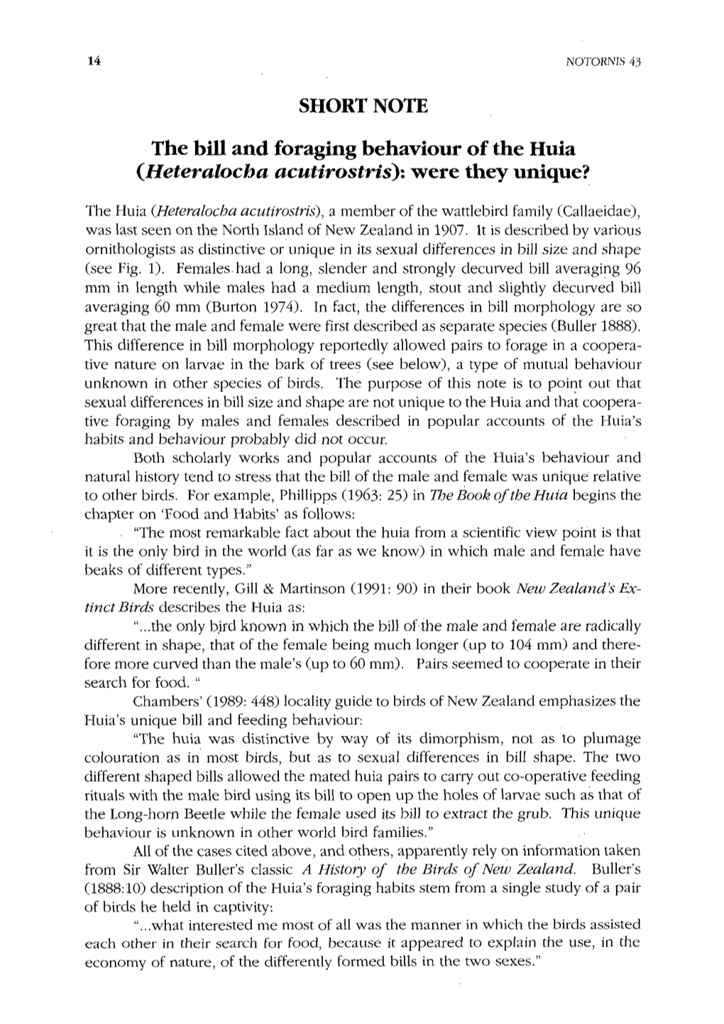 The Bill and Foraging Behaviour of the Huia (Heteralocba Acutirostris): Were They Unique?