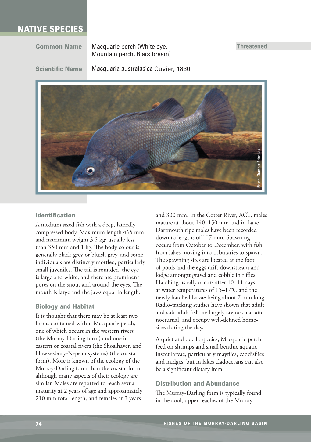 Factsheet Native Macquarie Perch