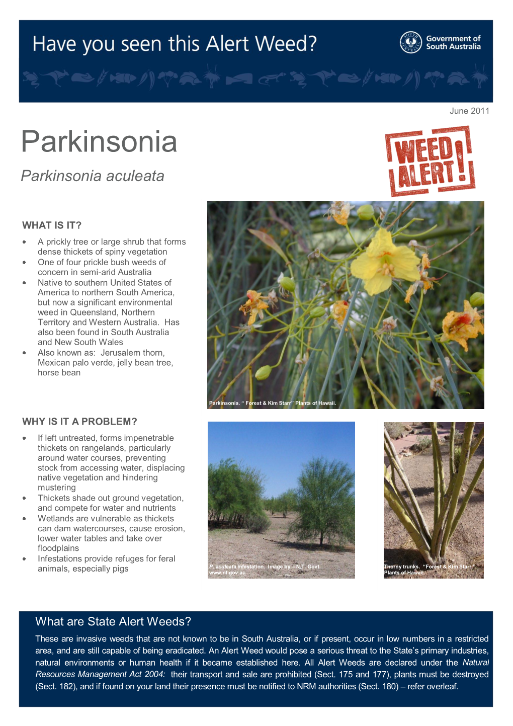 Parkinsonia Parkinsonia Aculeata