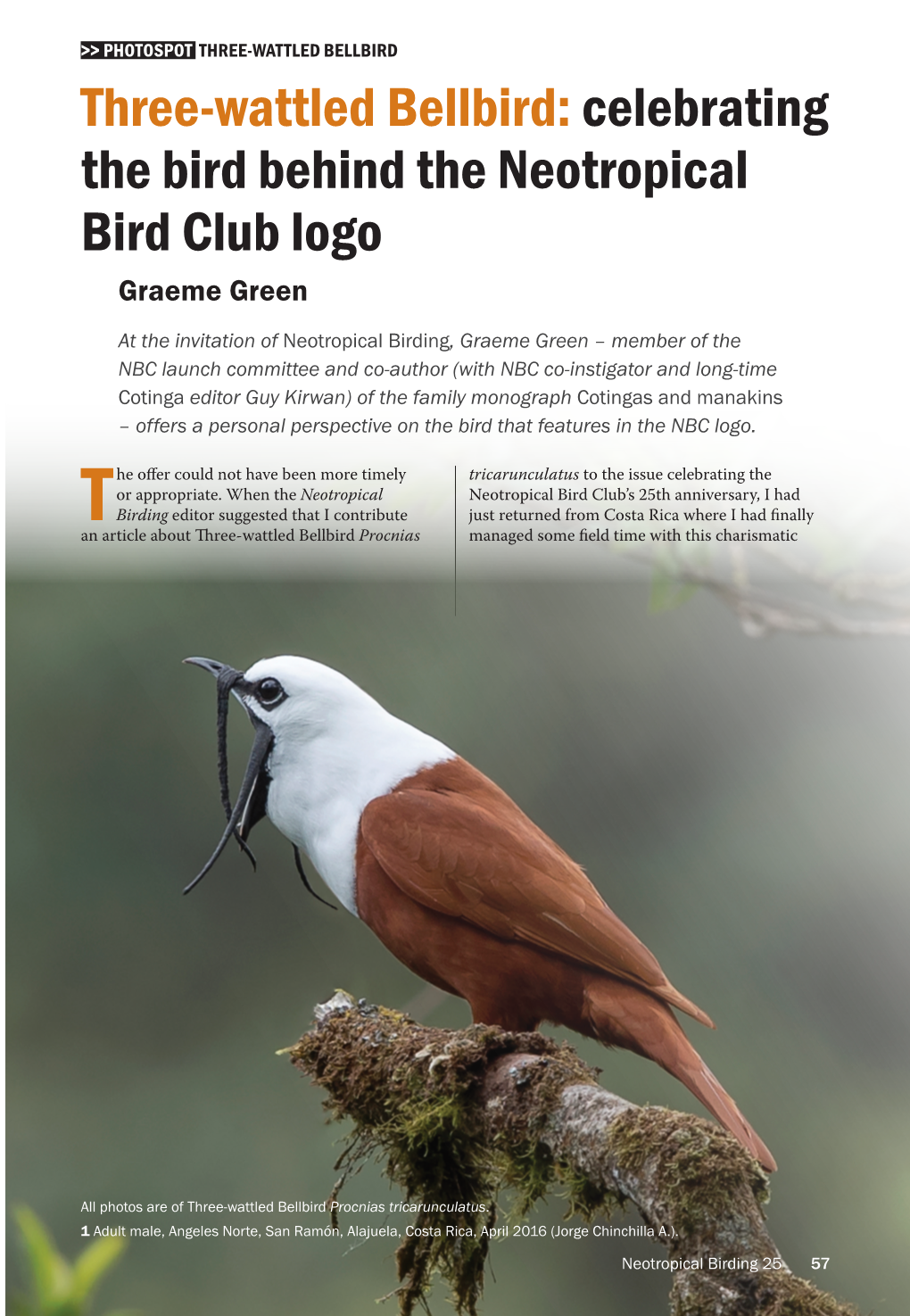 THREE-WATTLED BELLBIRD Three-Wattled Bellbird: Celebrating the Bird Behind the Neotropical Bird Club Logo Graeme Green