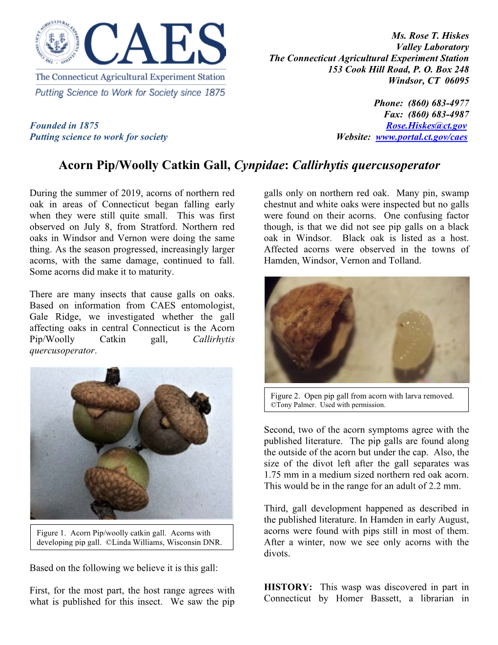 Acorn Pip/Woolly Catkin Gall, Cynpidae: Callirhytis Quercusoperator