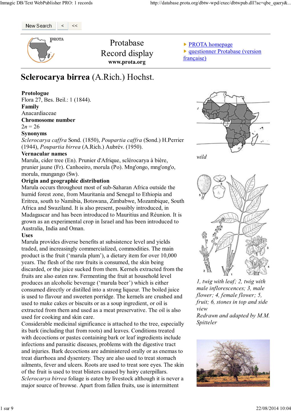 Sclerocarya Birrea PROTA English Version