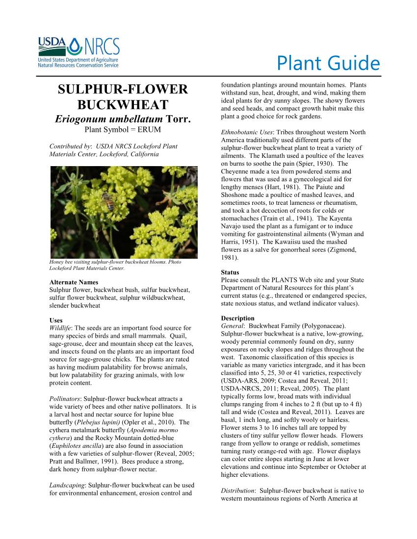 Sulphur-Flower Buckwheat (Eriogonum Umbellatum) Plant Guide
