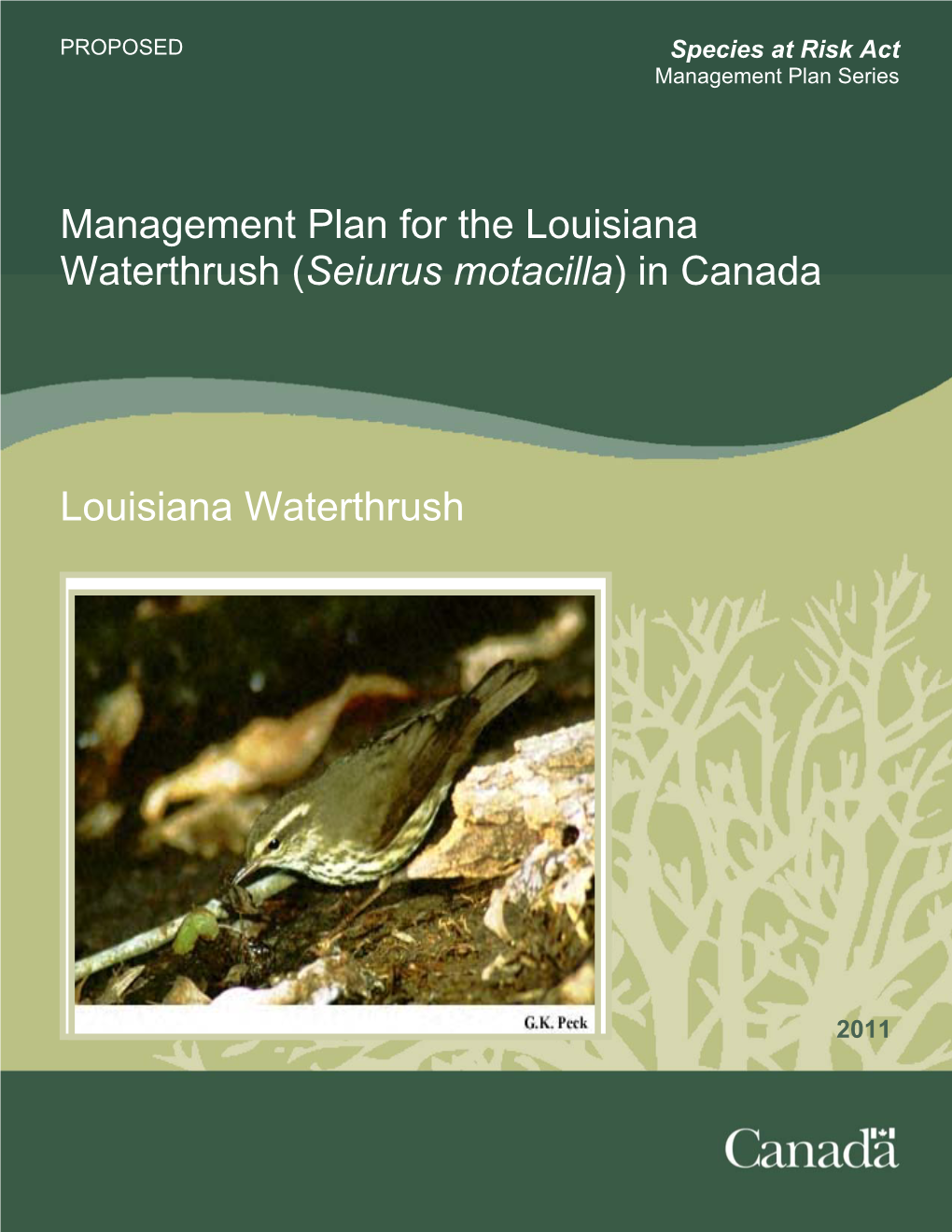 Louisiana Waterthrush (Seiurus Motacilla) in Canada