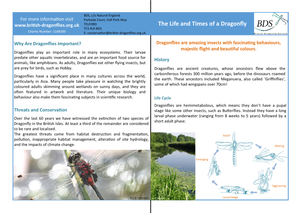 The Life and Times of a Dragonfly TF3 4LR BDS Charity Number: 1168300 E: Conservation@British-Dragonflies.Org.Uk