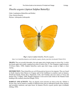 Phoebis Argante (Apricot Sulphur Butterfly)