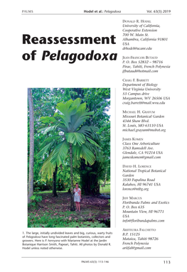 Reassessment of Pelagodoxa