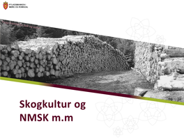 Skogkultur Og NMSK M.M Skogplanting 2019, Tal Planter