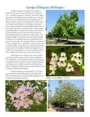 Catalpa/Chilopsis/Xchitalpa– Catalpa Is a Genus of 11 Species of Tees Native to North America and Asia in the Family Known As Bignonia- Ceae