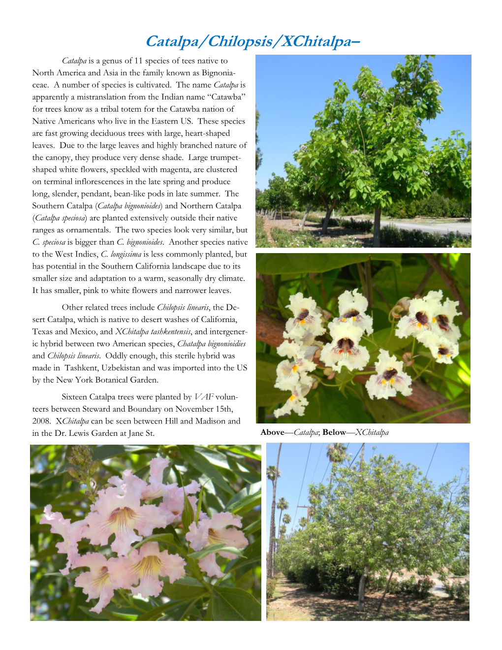 Catalpa/Chilopsis/Xchitalpa– Catalpa Is a Genus of 11 Species of Tees Native to North America and Asia in the Family Known As Bignonia- Ceae