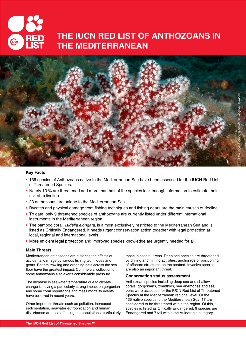 THE IUCN RED LIST of ANTHOZOANS in the MEDITERRANEAN Sea Finger Alcyonium Acaule