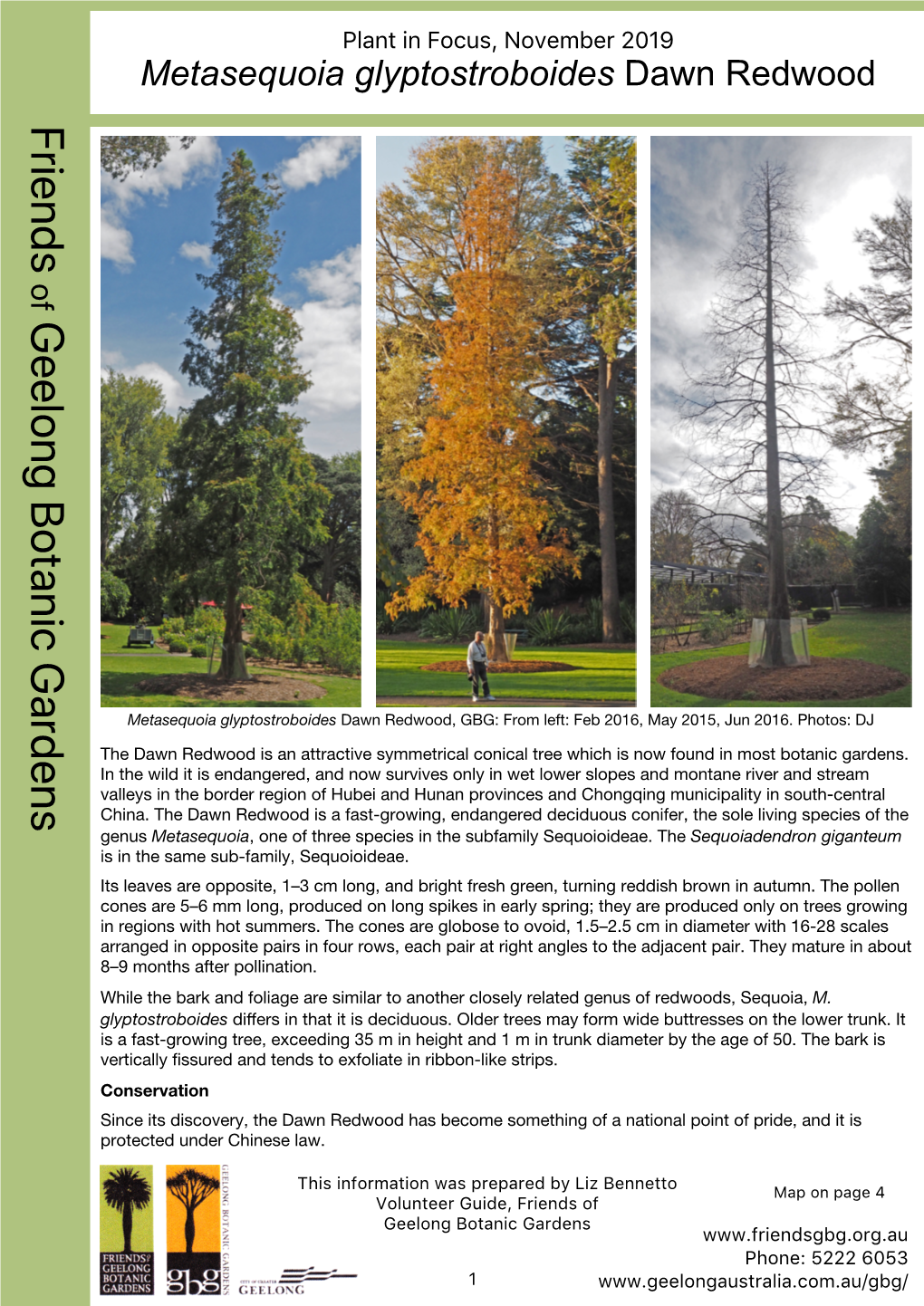 Metasequoia Glyptostroboides Dawn Redwood