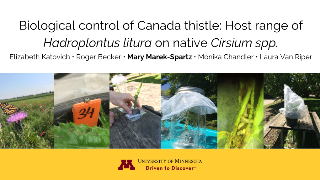 Biological Control of Canada Thistle: Host Range of Hadroplontus Litura on Native Cirsium Spp