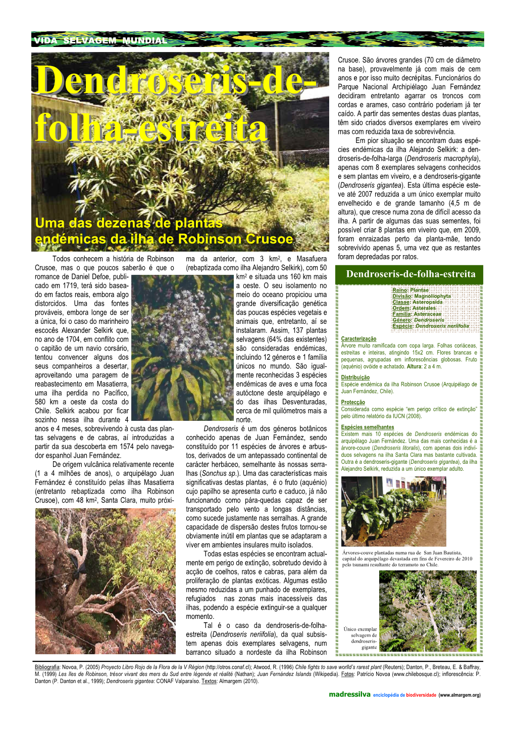 Dendroseris-De- Folha-Estreita