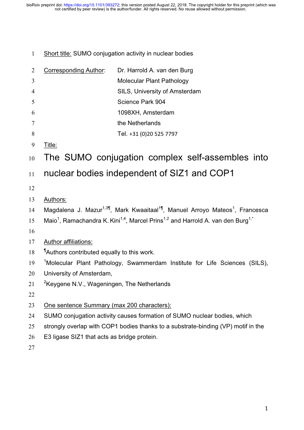 The SUMO Conjugation Complex Self-Assembles Into Nuclear Bodies