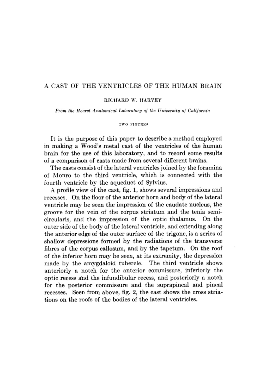 A Cast of the Ventricles of the Human Brain