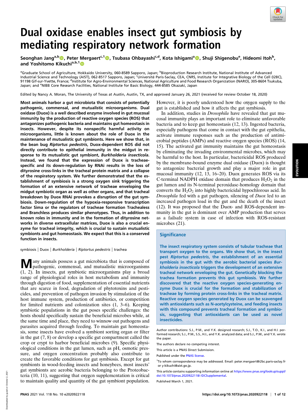 Dual Oxidase Enables Insect Gut Symbiosis by Mediating Respiratory Network Formation