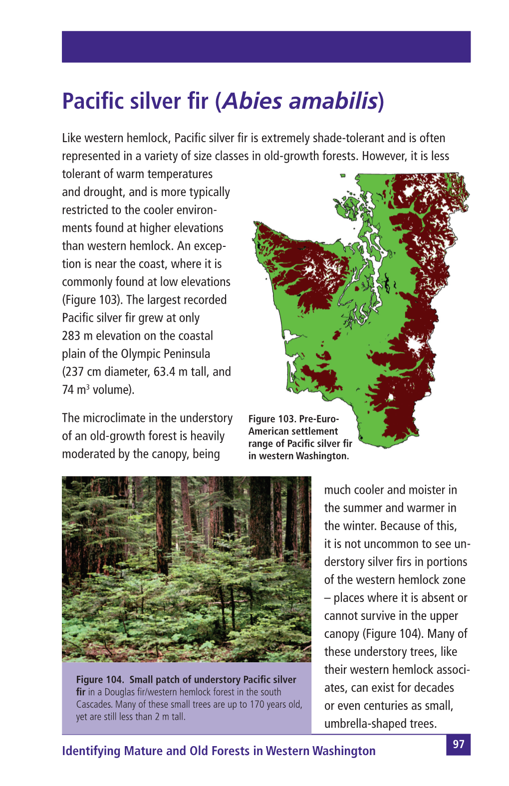 Pacific Silver Fir (Abies Amabilis)