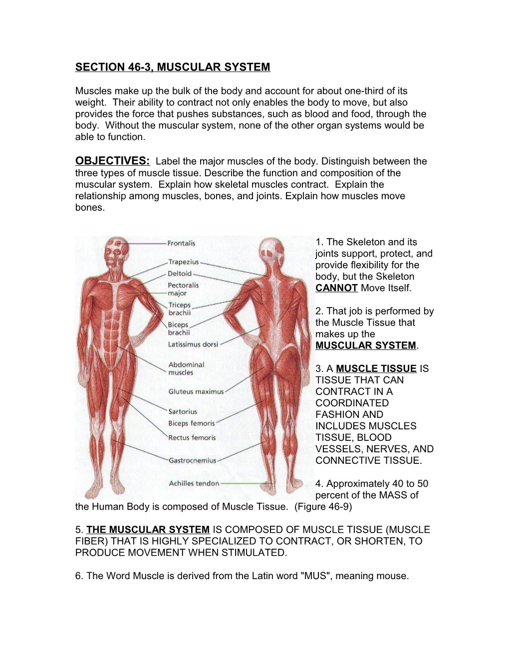 Section 46-3, Muscular System