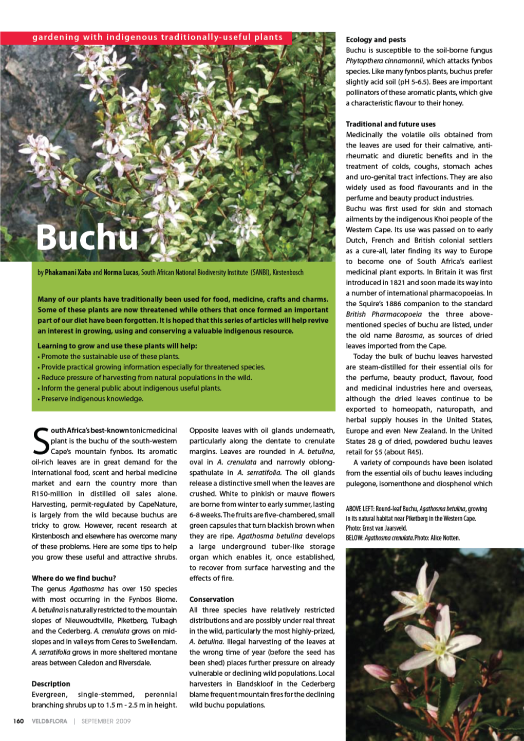 Buchu Oil Its Characteristic Blackcurrant What's in a Name? Smell and Flavour but the Profiles Differ Between Species