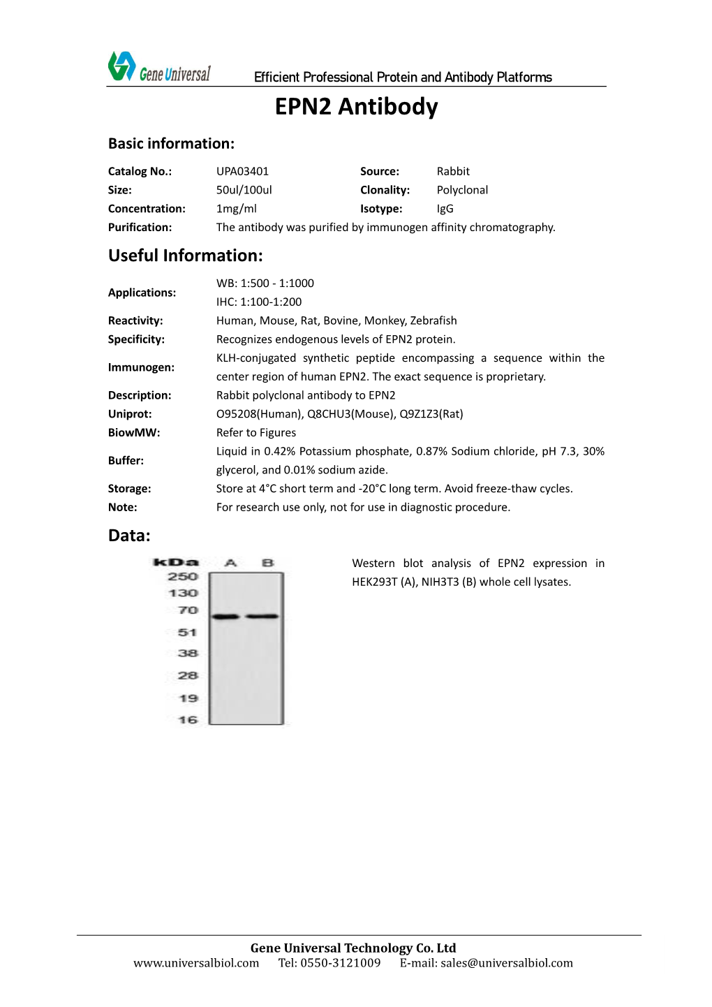 EPN2 Antibody