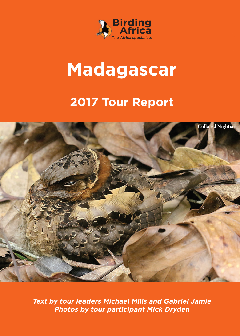 Madagascar 2017 Tour Report the Africa Specialists Africa the Birding Africa Collared Nightjarcollared